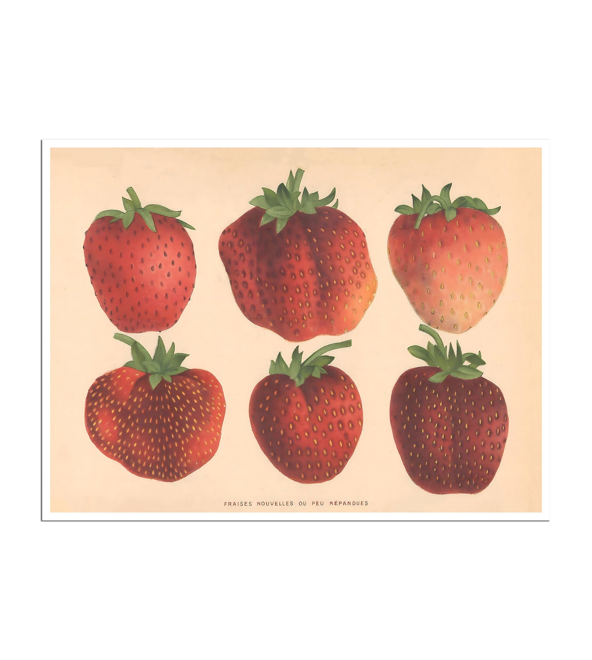 Strawberry Botanical Print Vintage Kitchen Art Chef Gift Poster B53