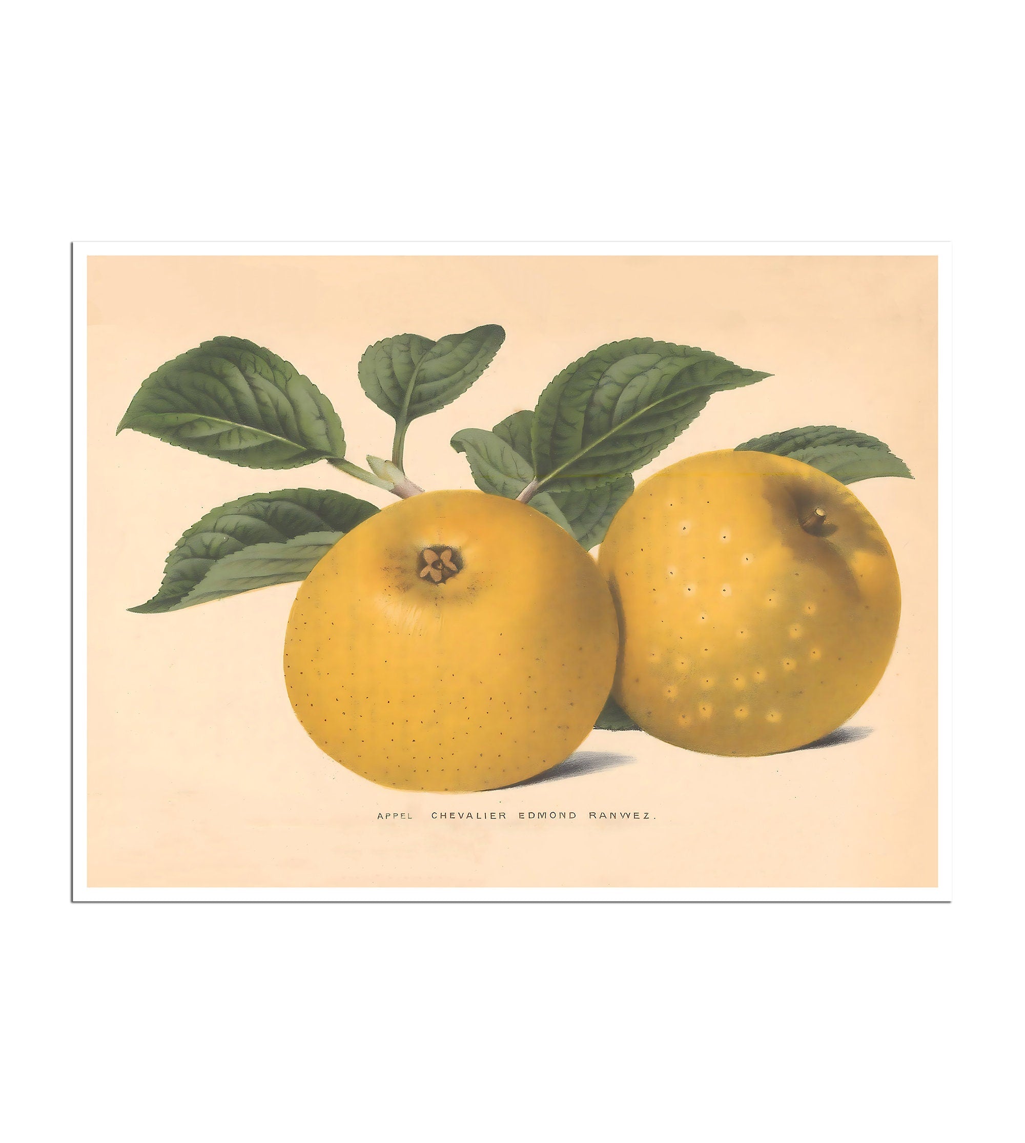 Botanical Print Apples Poster Vintage Kitchen Art Chef Gift B55