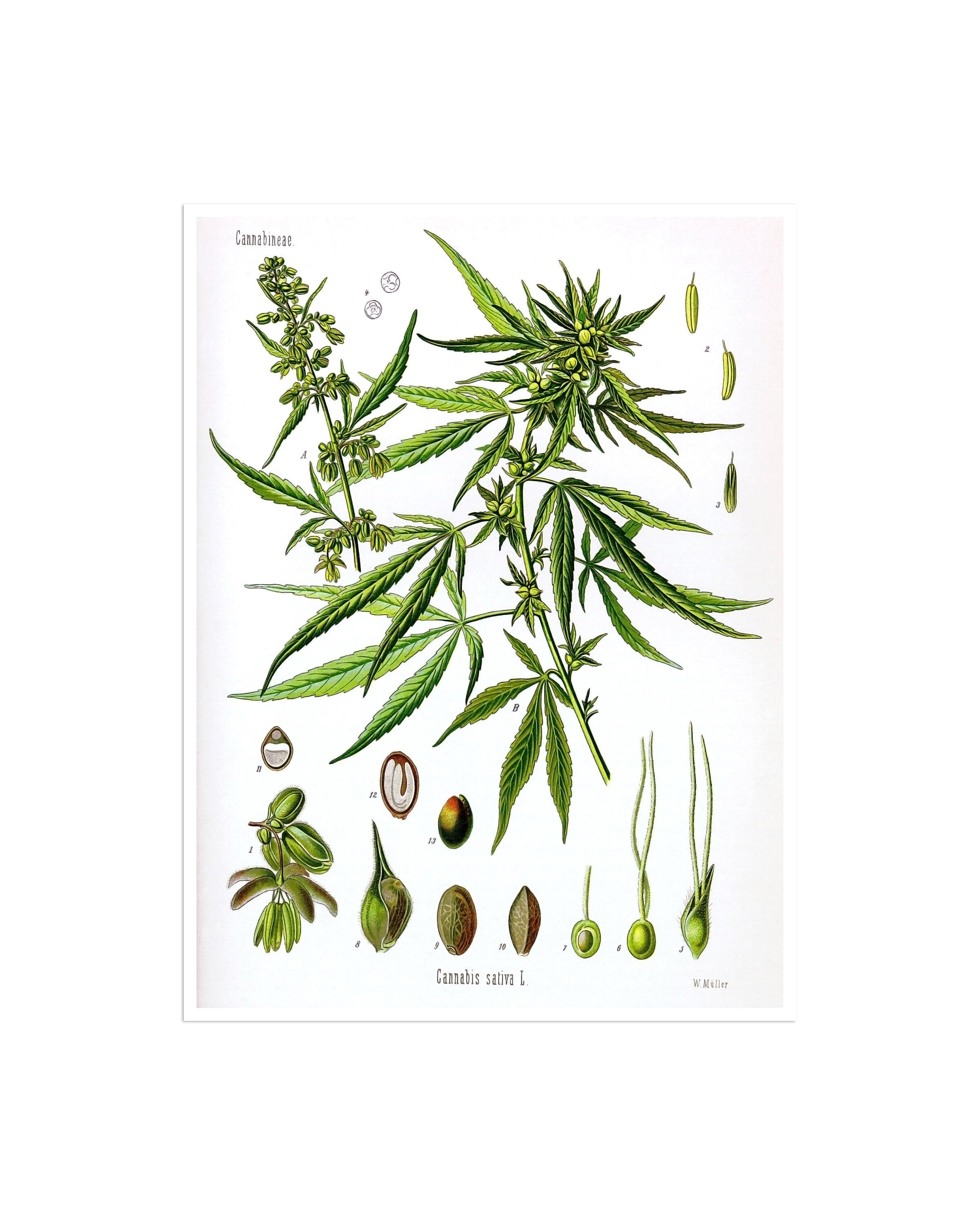 Marijuana Art Cannabis Sativa Poster Weed Print Hemp Plant Wall Decor Botanical 39