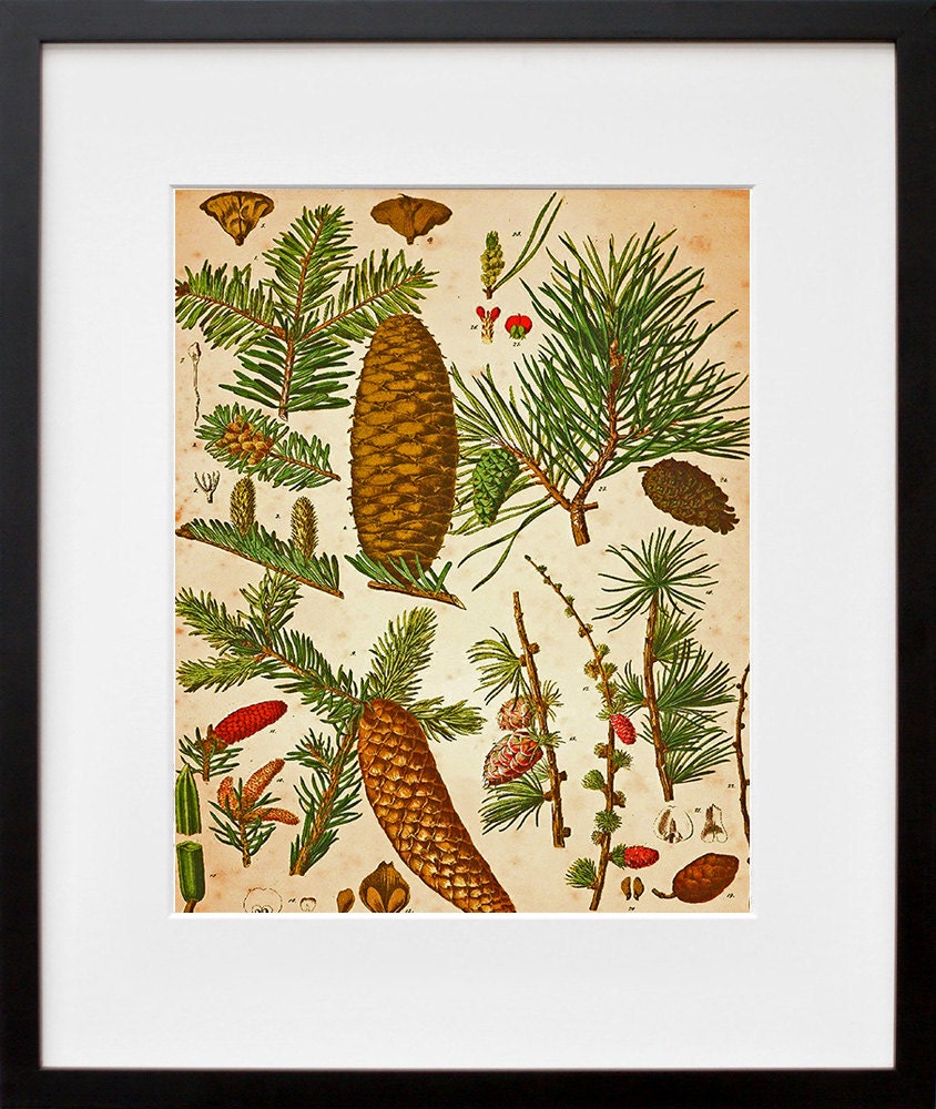 Pine Cones Botanical Art Vintage Print