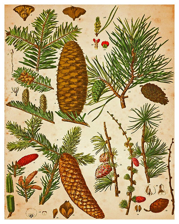 Pine Cones Botanical Art Vintage Print