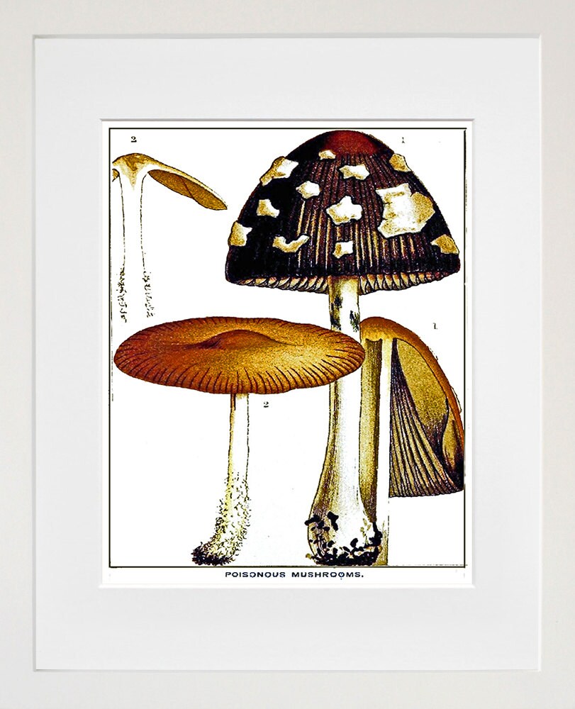 Mushrooms Botanical Art 1800s Illustration Print