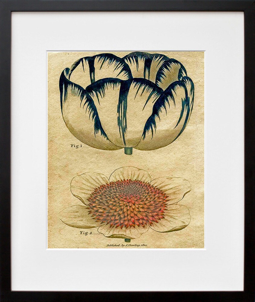 Kitchen Decor Flowers Print Vintage Botanical Art Illustration