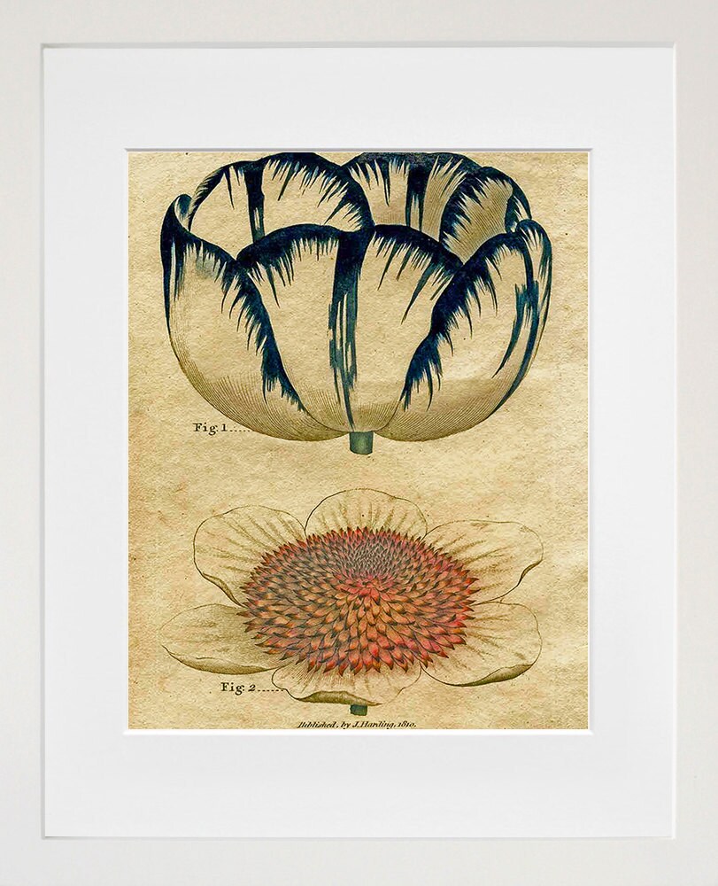 Kitchen Decor Flowers Print Vintage Botanical Art Illustration