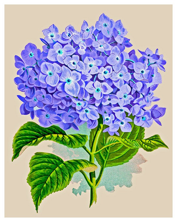 Flowers Print Vintage Kitchen Art Illustration