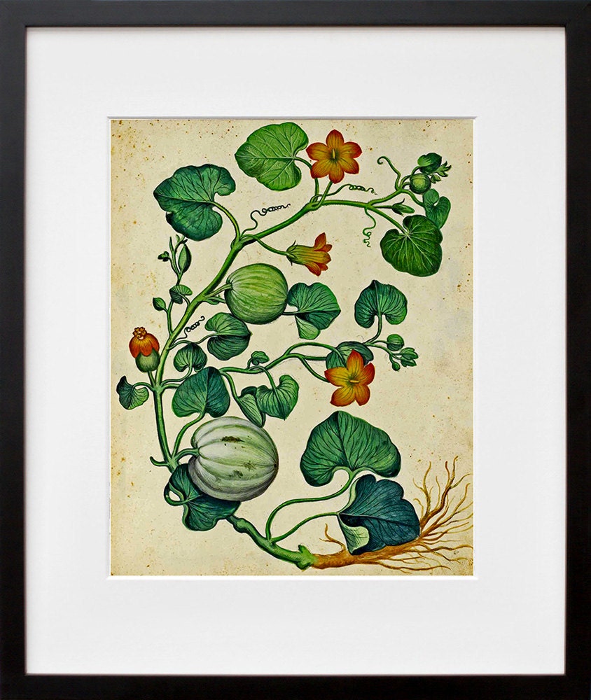 Botanical Print Vintage Vine Art Illustration