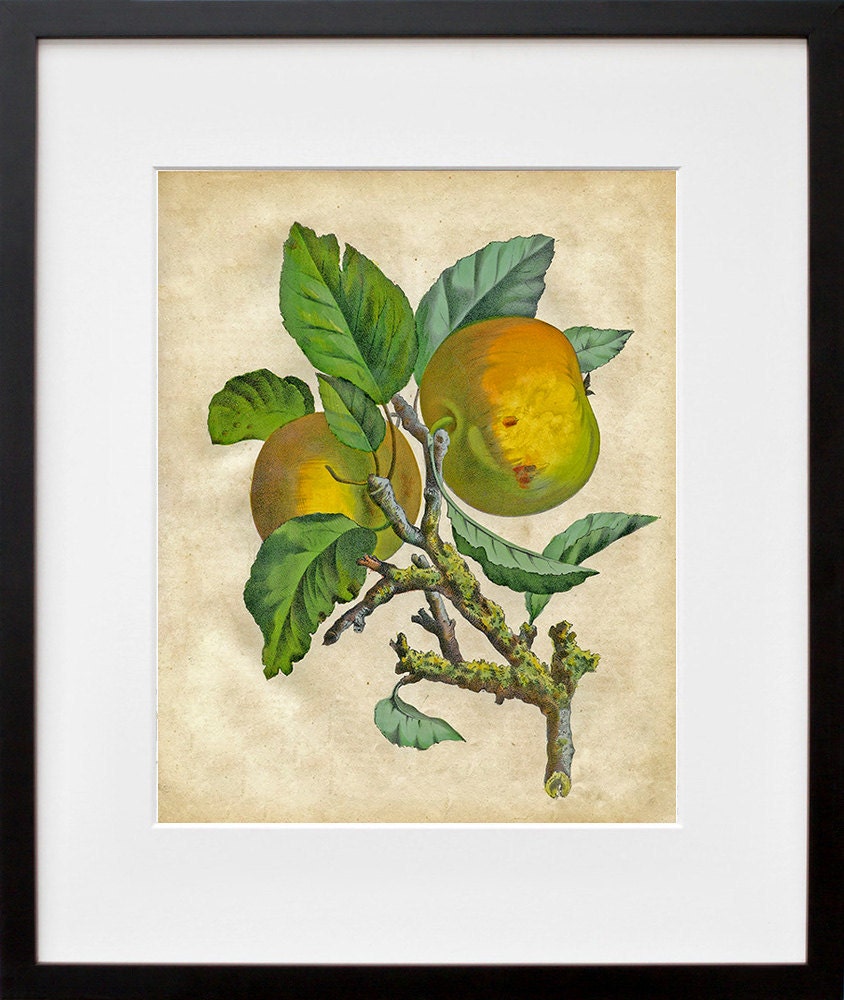 Fruit Art Botanical Print 1800s Illustration
