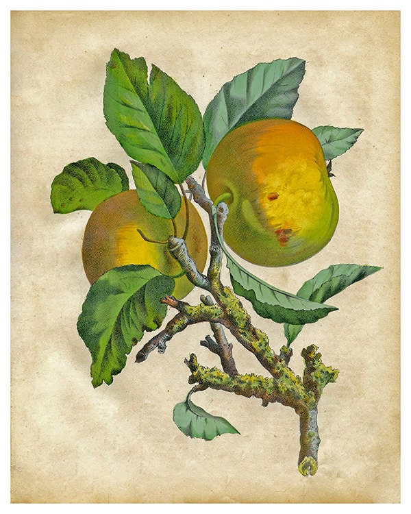 Fruit Art Botanical Print 1800s Illustration