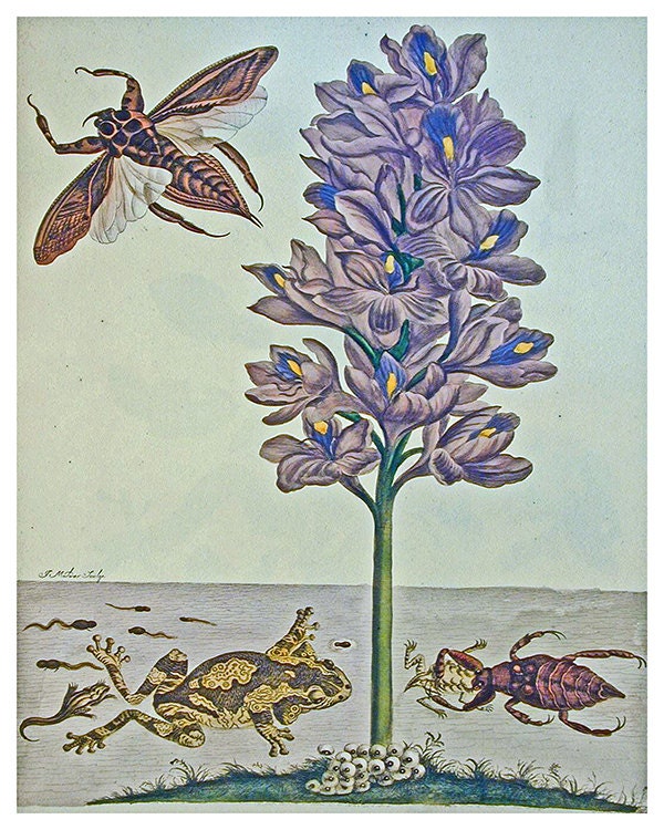 Biology Art Illustration Frog and Insects Print