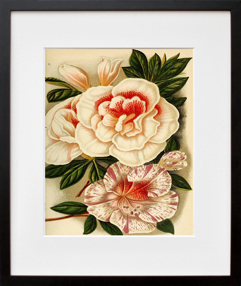 Flowers Print Vintage Wall Art Illustration