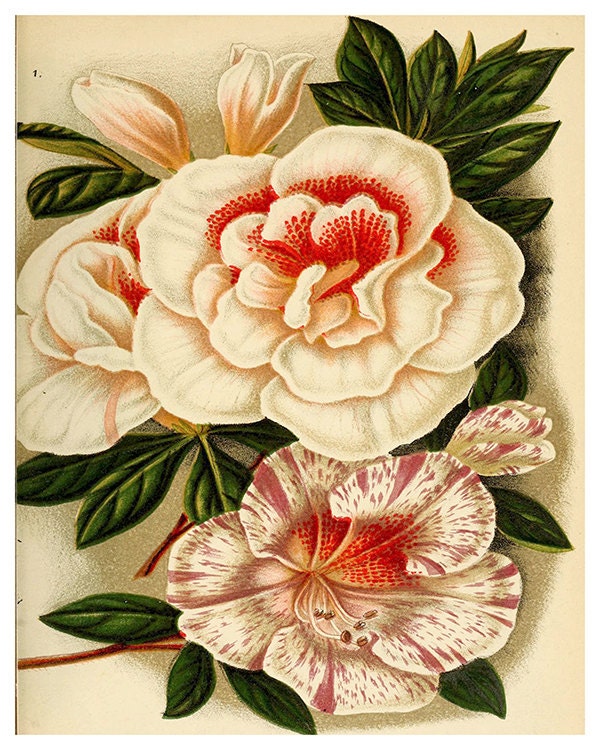 Flowers Print Vintage Wall Art Illustration