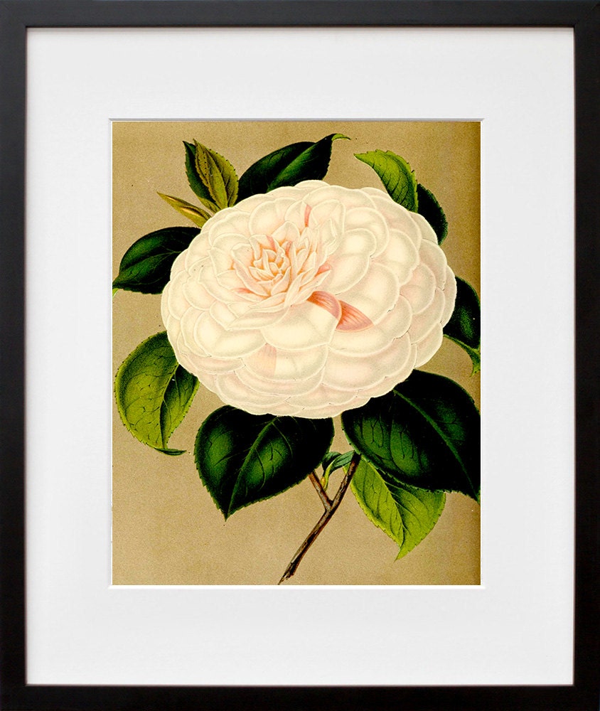 Flowers Print Vintage Home Decor Art Illustration