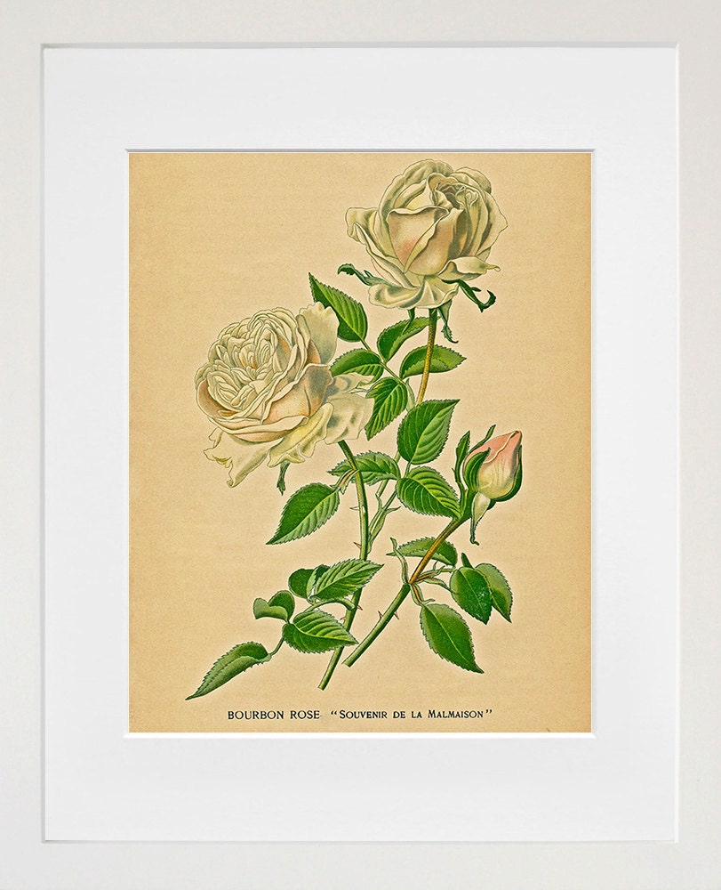 Rose Art Botanical Print Kitchen Wall Art