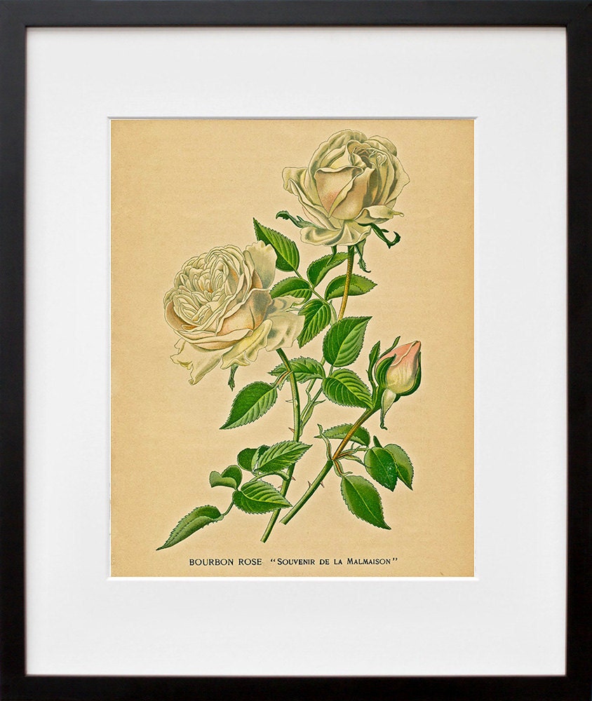 Rose Art Botanical Print Kitchen Wall Art