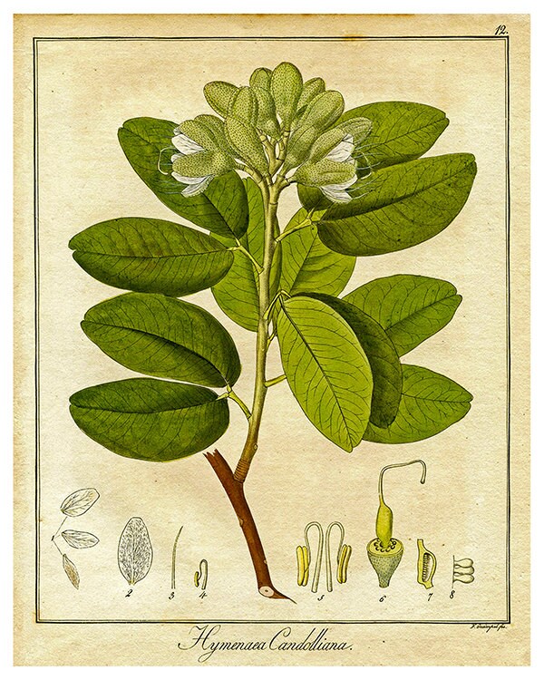 Botanical Print Vintage Plant Art Illustration