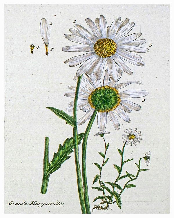 Botanical Flowers Print Vintage Daisy Art Illustration