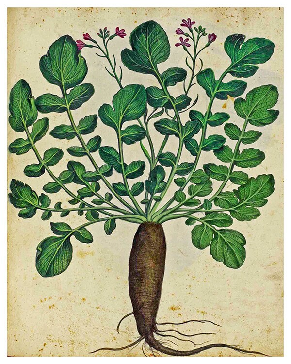 Parsnips Print Vintage Botanical Art Illustration