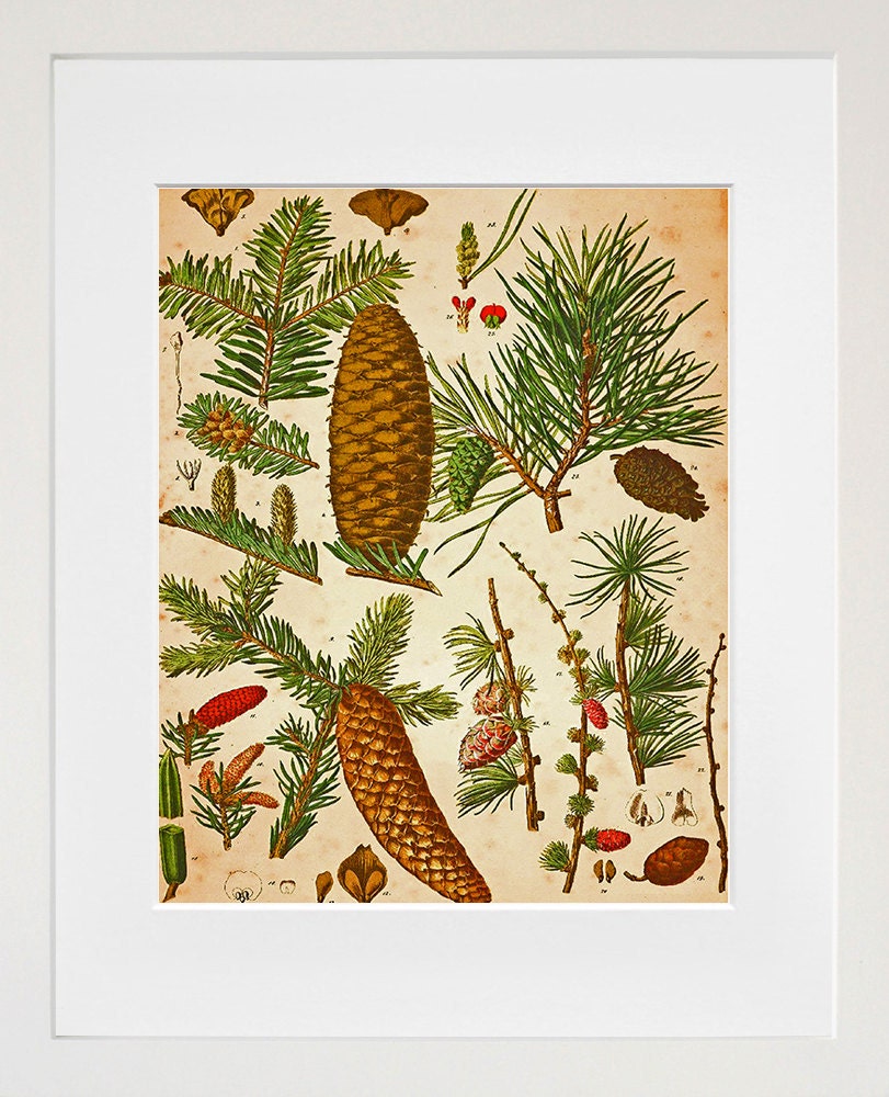 Pine Cones Botanical Art Vintage Print
