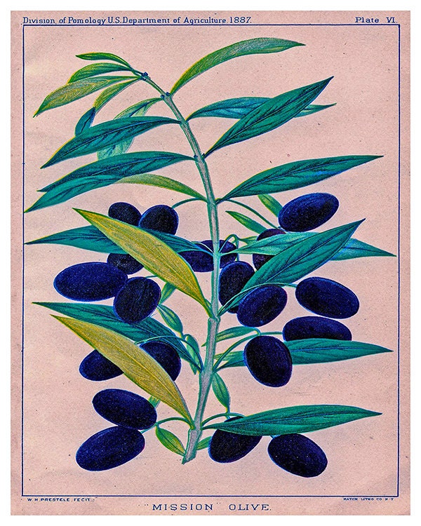 Olives Kitchen Wall Art Botanical Print