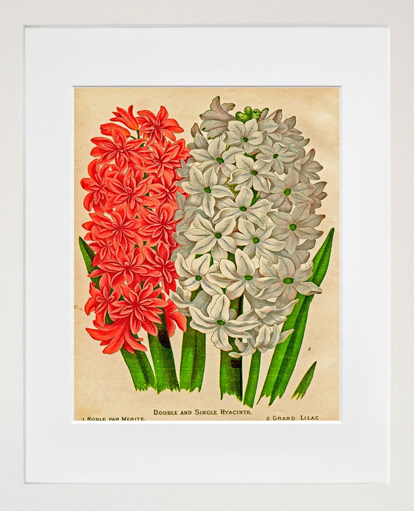 Flowers Print Vintage Botanical Art Illustration