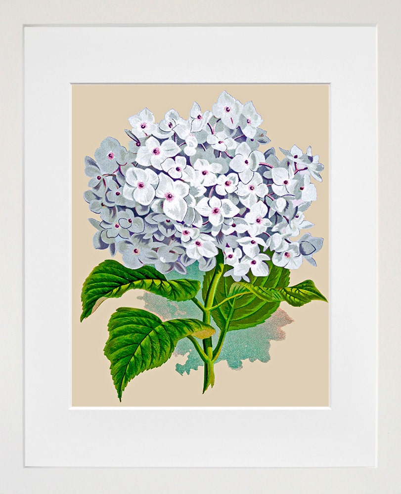 Flowers Print Vintage Botany Art Illustration