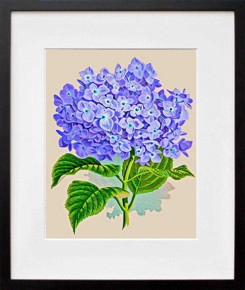 Flowers Print Vintage Kitchen Art Illustration