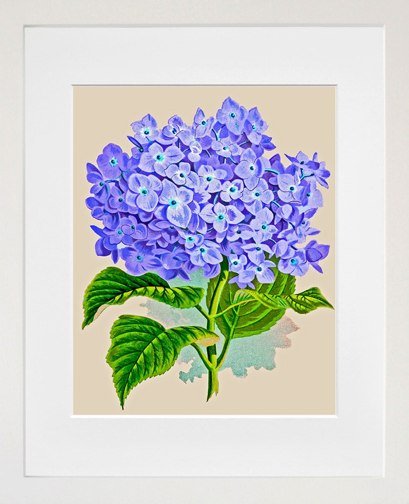 Flowers Print Vintage Kitchen Art Illustration