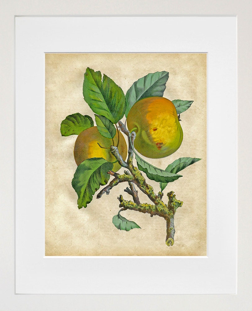 Fruit Art Botanical Print 1800s Illustration