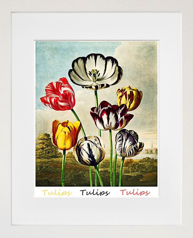 Tulips Botanical Art Print Home Decor (ZT349)
