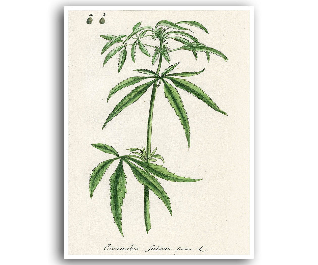 Marijuana Print Cannabis Art Weed Poster Hemp Plant Wall Decor Botanical 28a