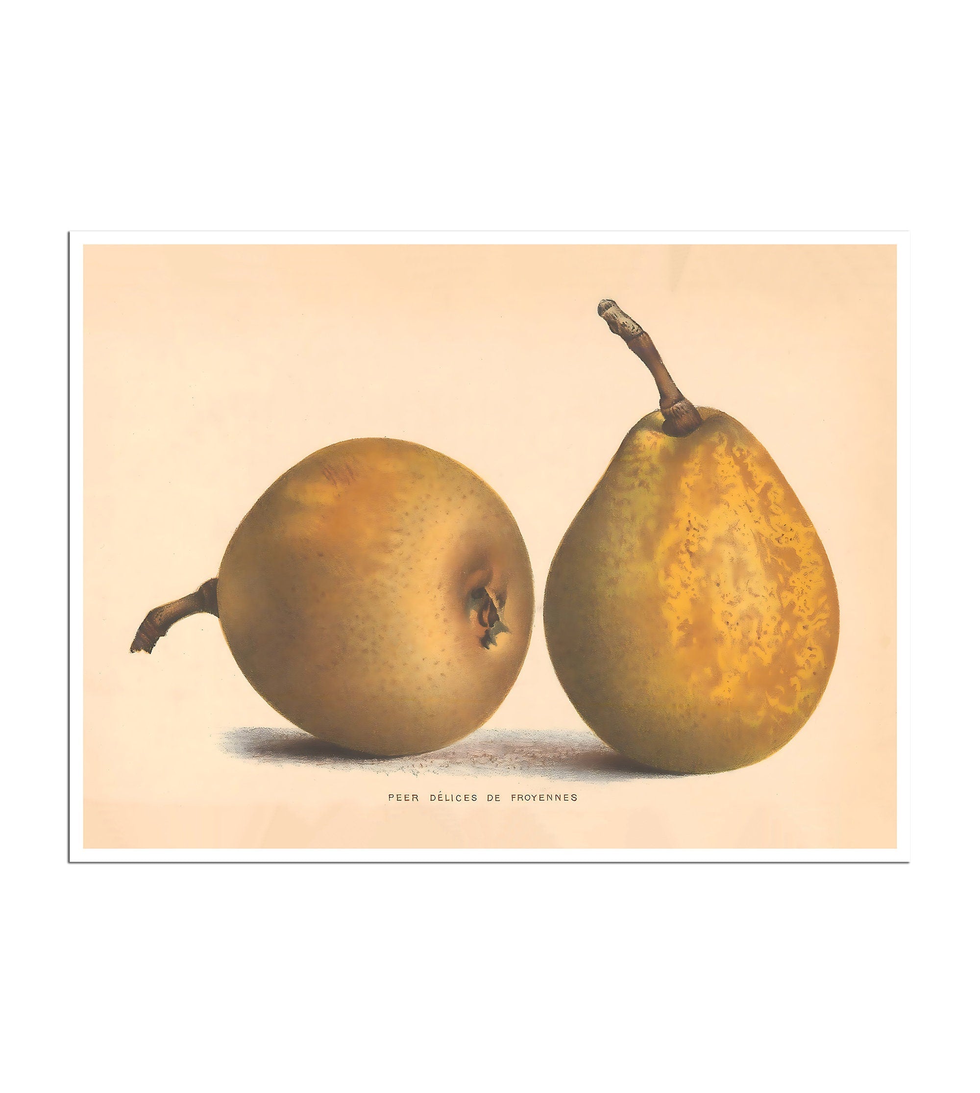 Kitchen Wall Art Pears Poster Botanical Fruit Print B54