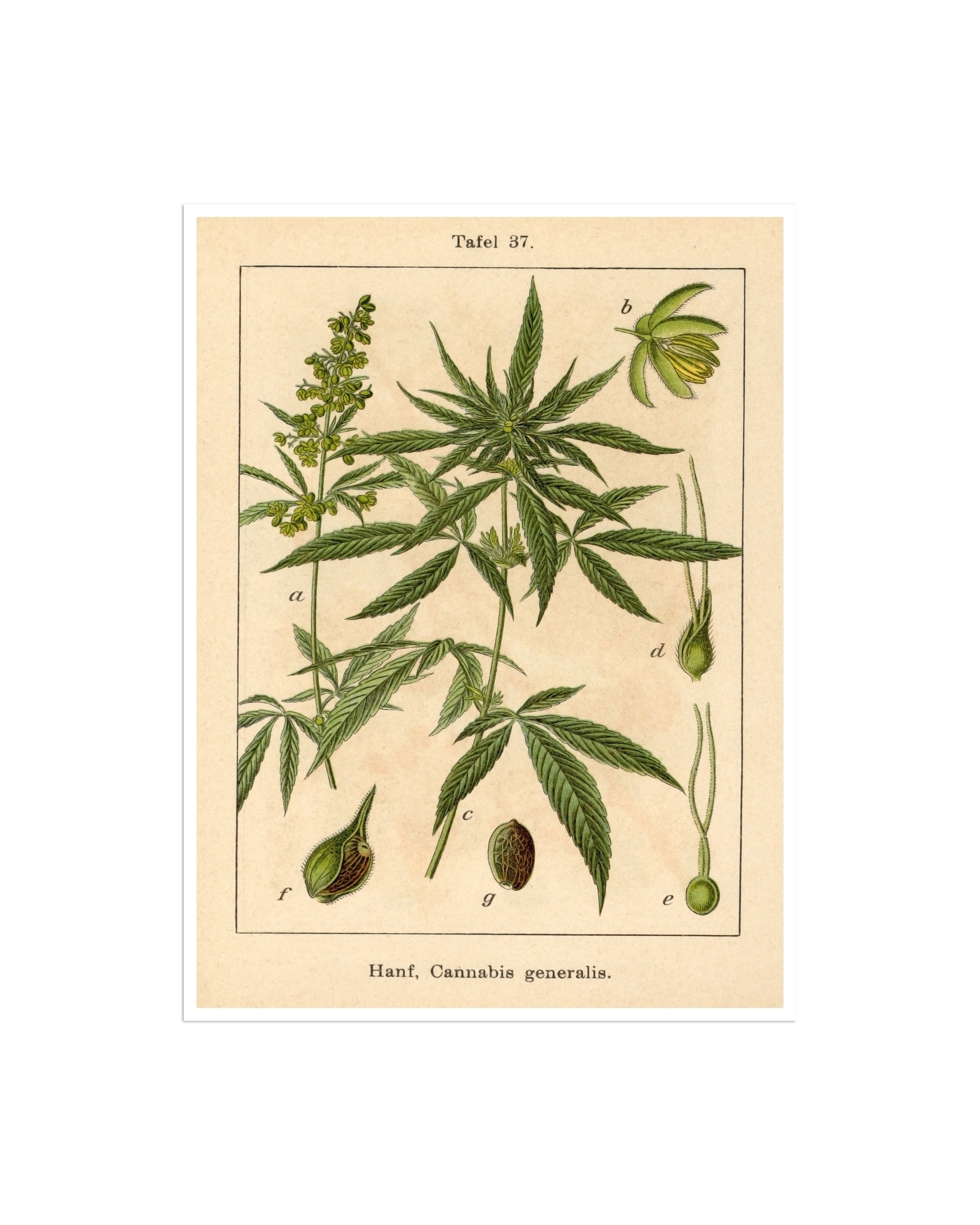 Marijuana Poster Cannabis Art Weed Print Hemp Plant Wall Decor Botanical 31