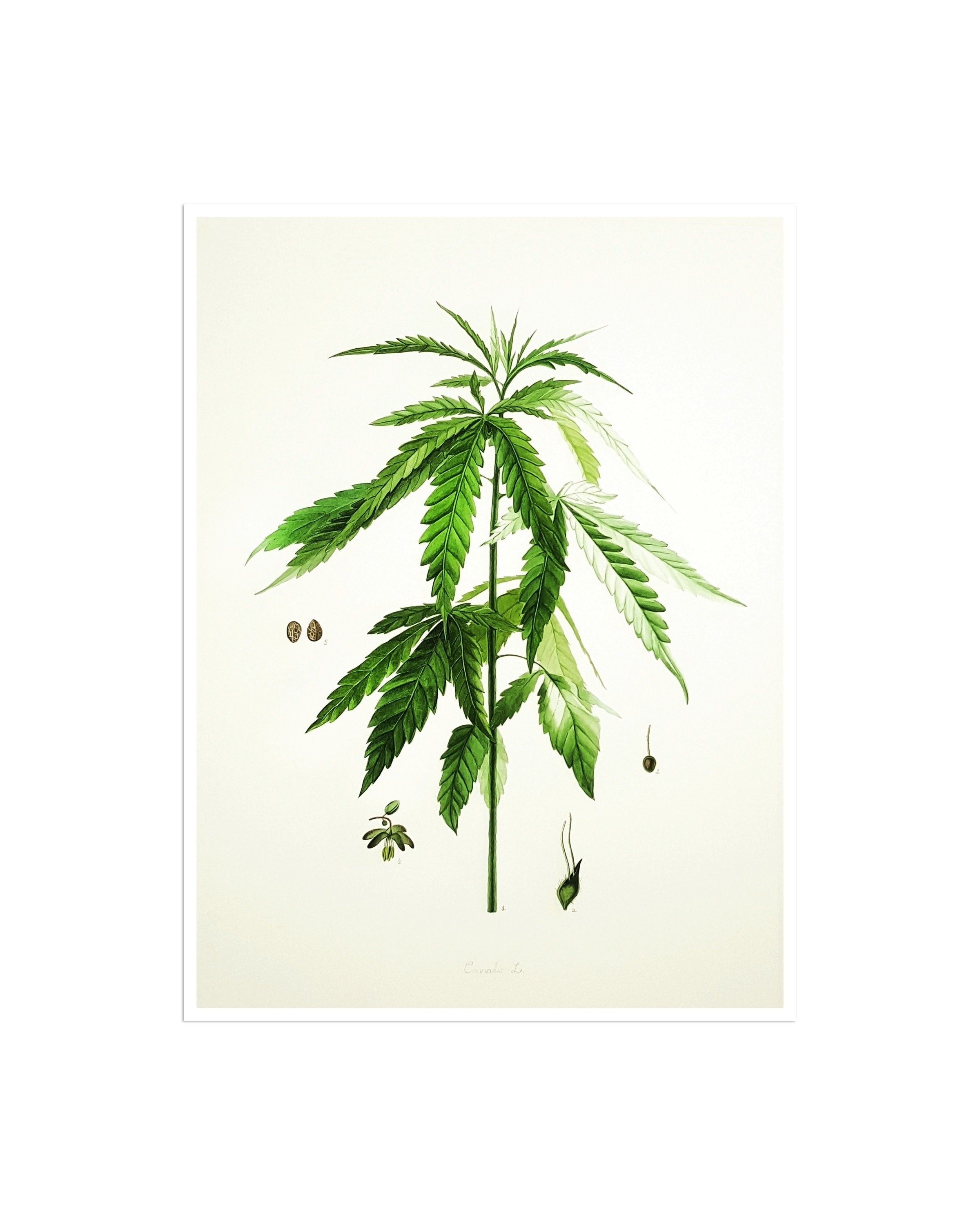 Weed Poster Cannabis Art Marijuana Print Hemp Plant Wall Decor Botanical 36