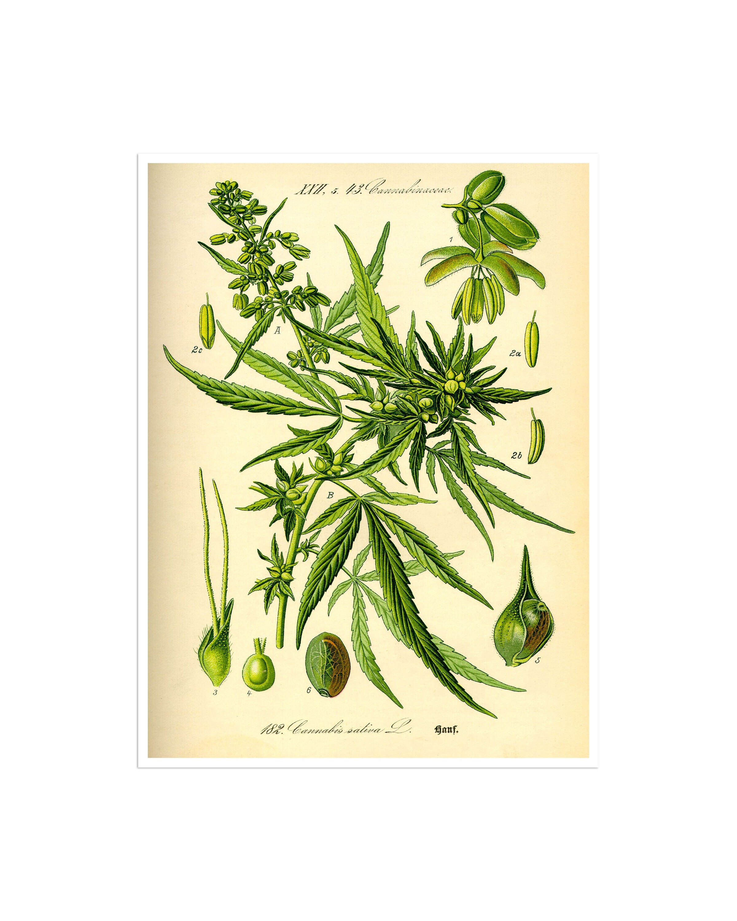 Cannabis Sativa Poster Marijuana Art Weed Print Hemp Plant Wall Decor Botanical 37