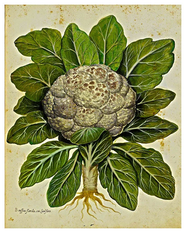 Botanical Vintage Art Cauliflower Print