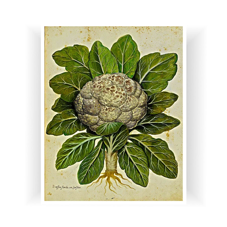 Botanical Vintage Art Cauliflower Print