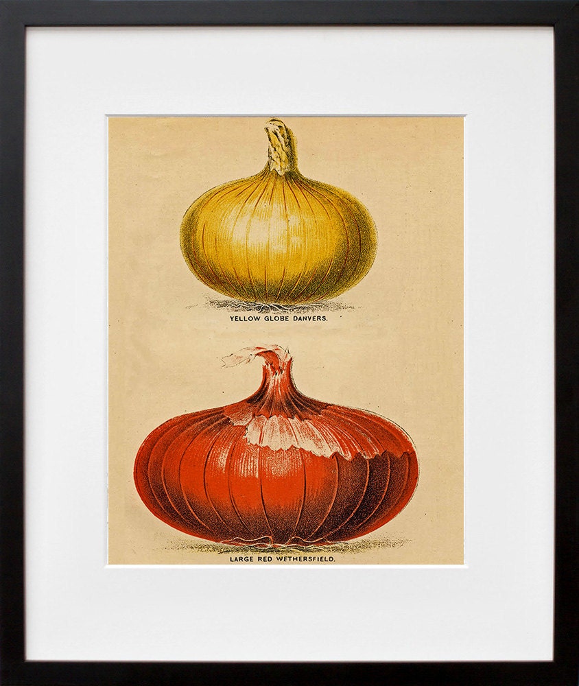 Onion Kitchen Art Vintage Style