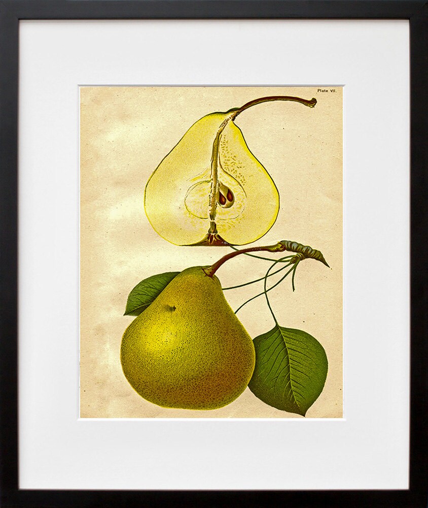 Botanical Art Pear Vintage Kitchen Decor