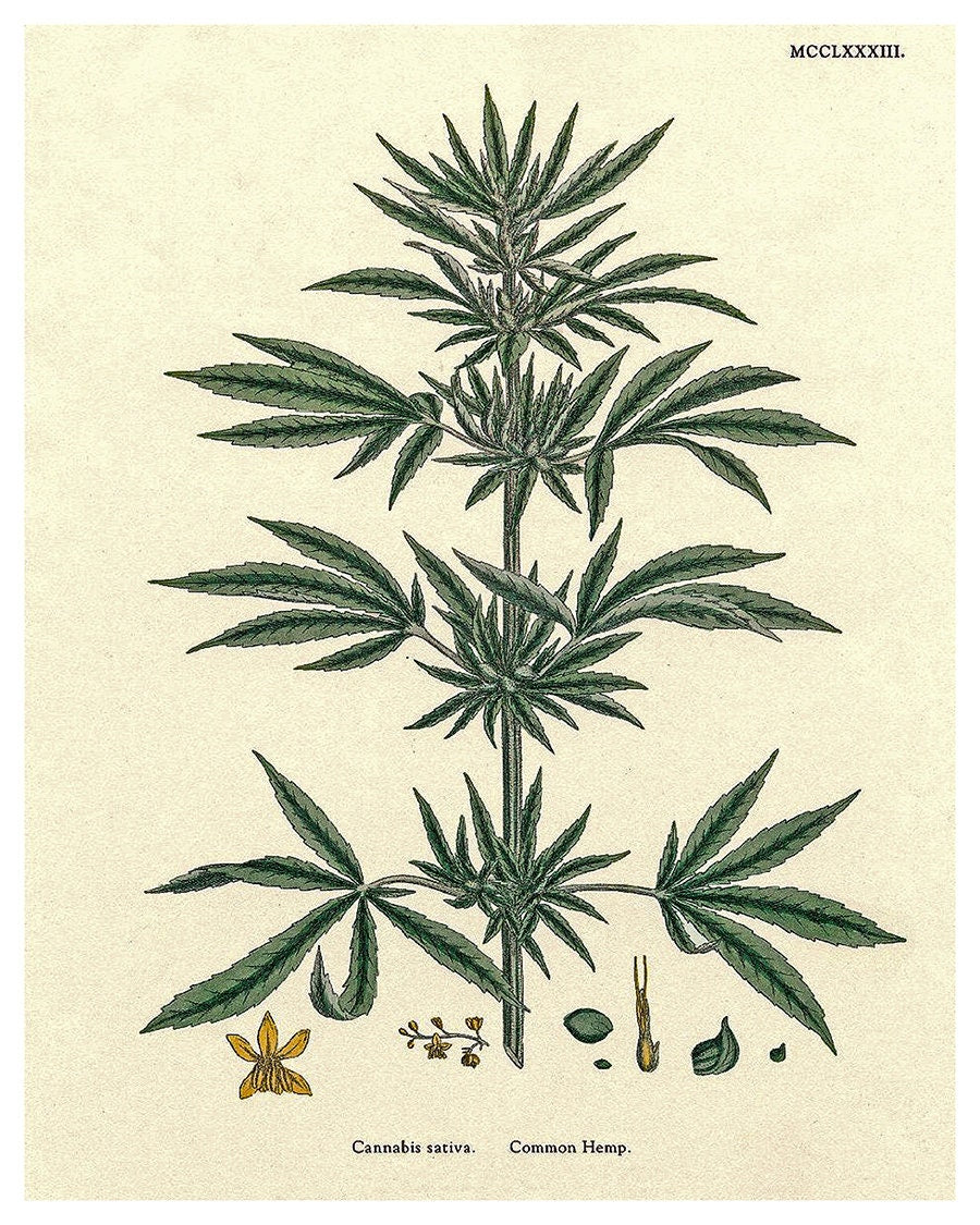 Cannabis Art Hemp Plant Wall Decor