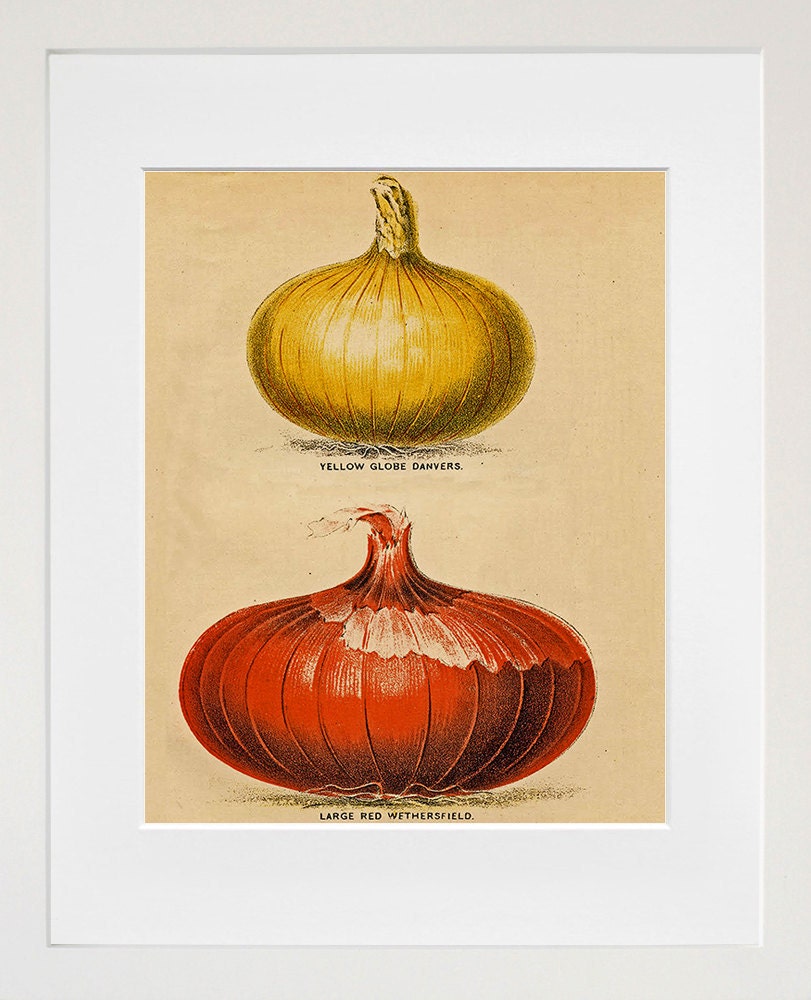 Onion Kitchen Art Vintage Style