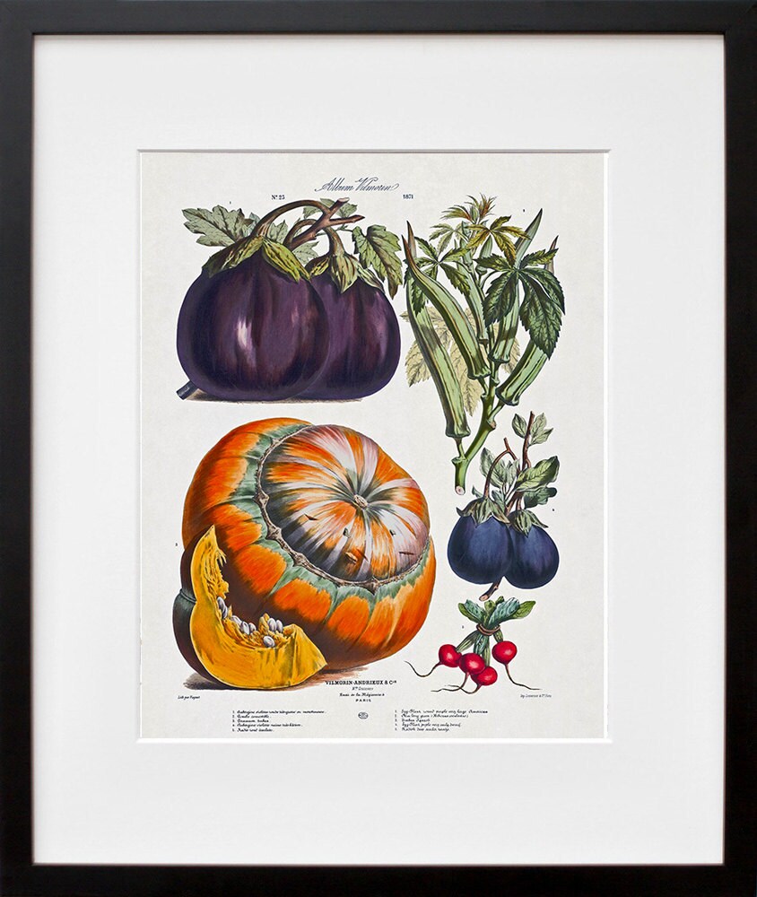 Botanical Art Vegetable Plant Print