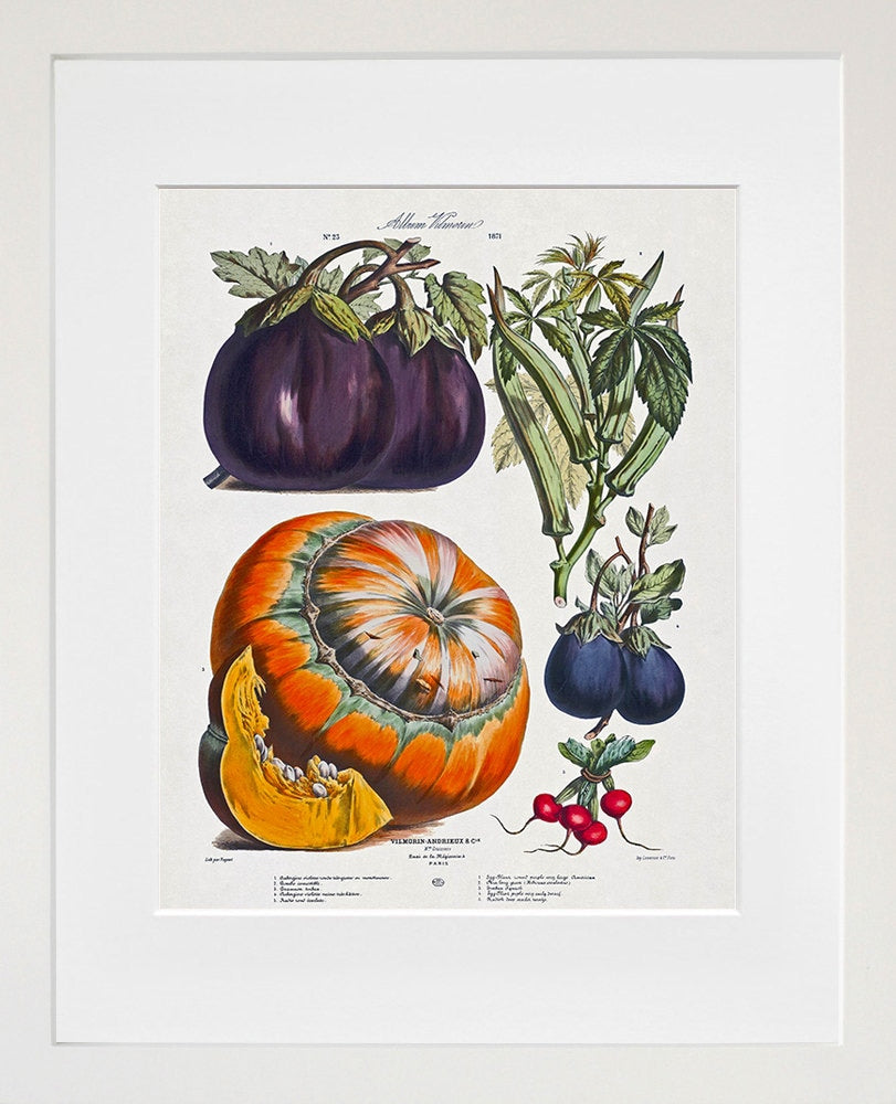 Botanical Art Vegetable Plant Print