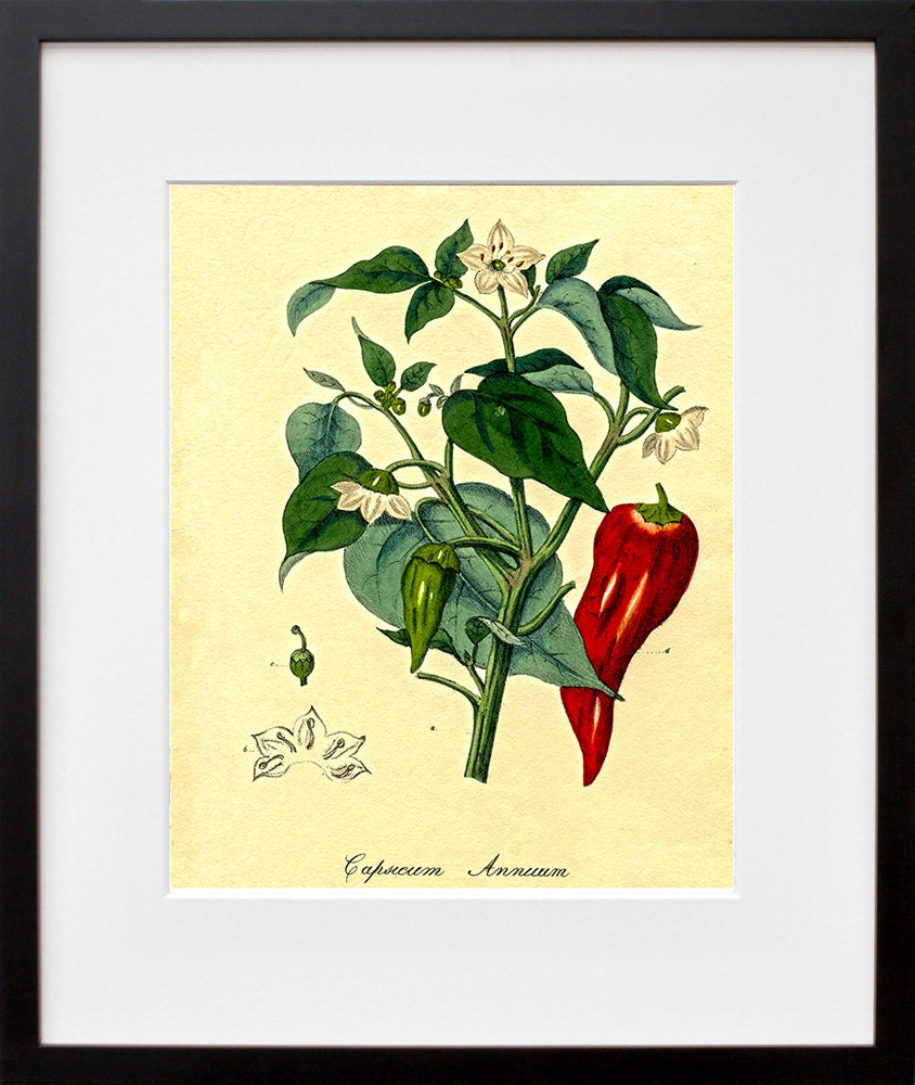 Botanical Art Peppers Print Garden Illustration