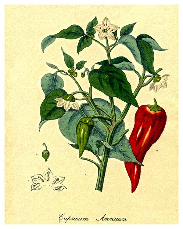 Botanical Art Peppers Print Garden Illustration