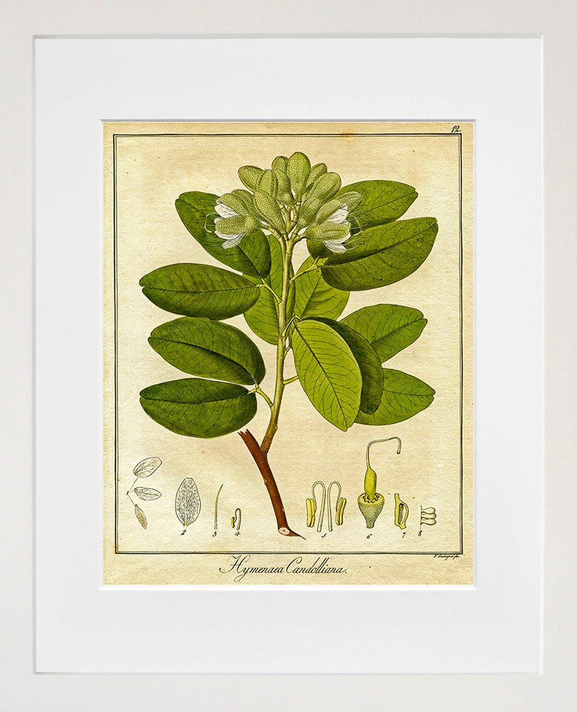 Botanical Print Vintage Plant Art Illustration