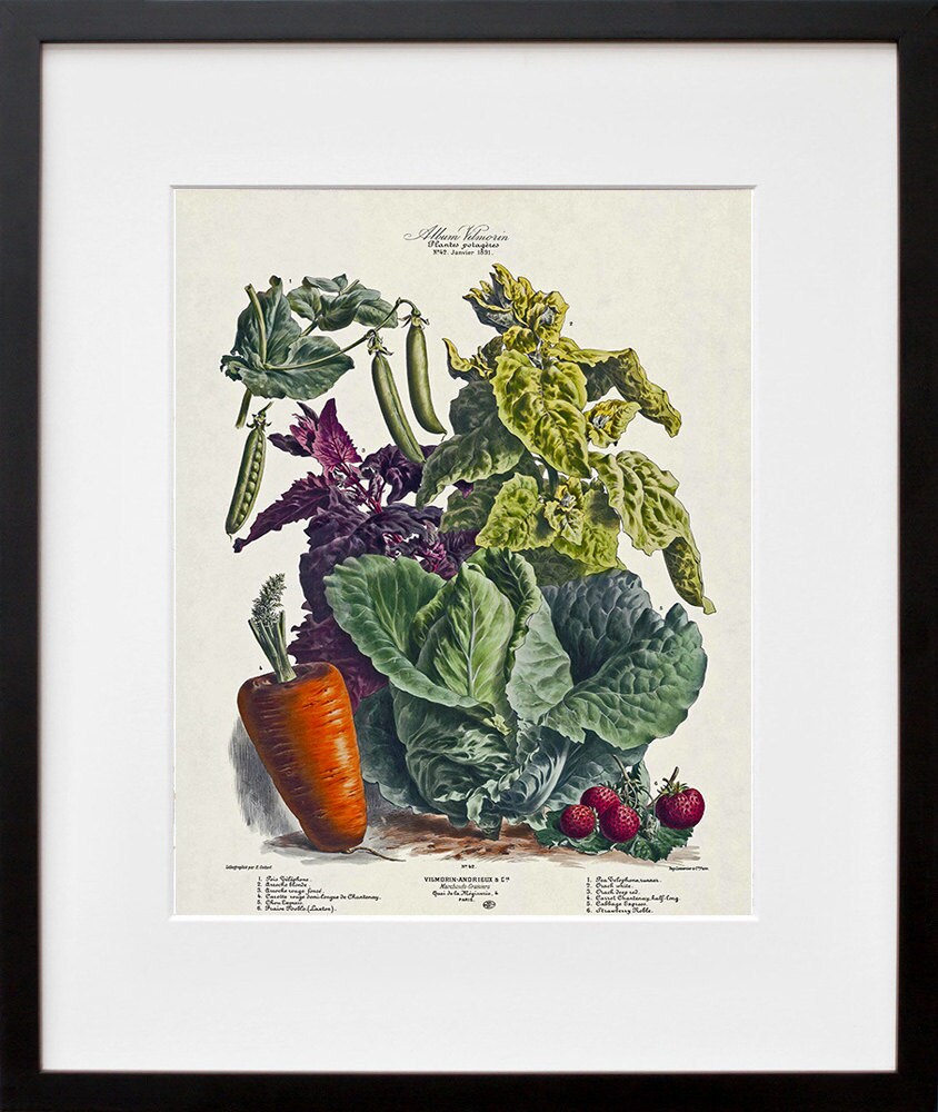 Botanical Print Vintage Vegetable Art Illustration