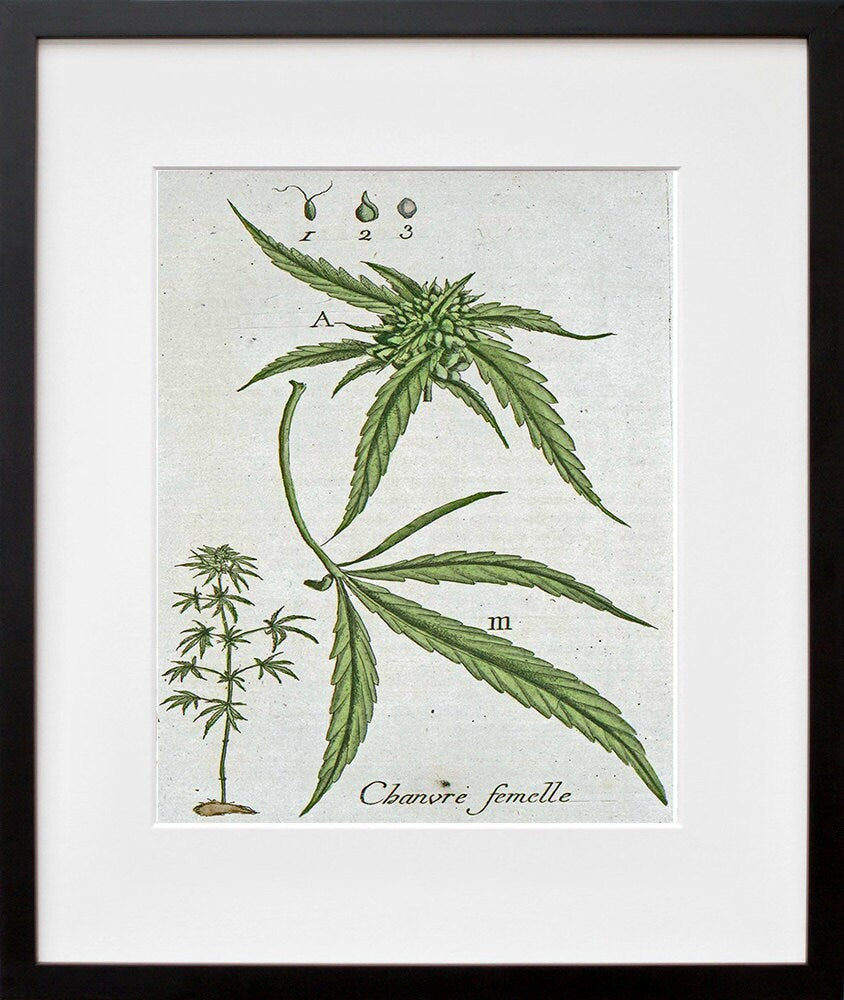 Marijuana Art Botanical Print Hemp Leaf