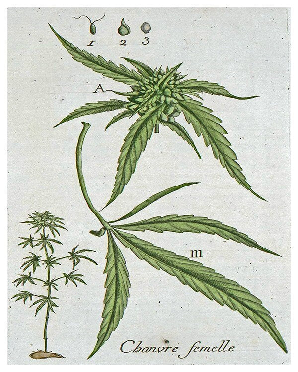 Marijuana Art Botanical Print Hemp Leaf