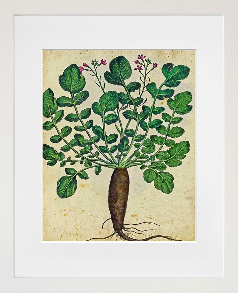 Parsnips Print Vintage Botanical Art Illustration