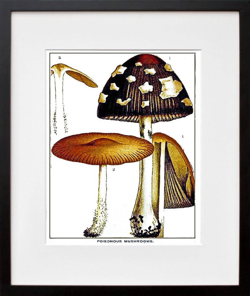 Mushrooms Botanical Art 1800s Illustration Print